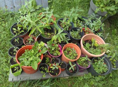 Buddleia plants - various sizes