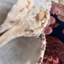 Large Conch Image 2