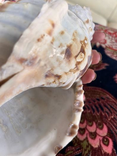 Large Conch