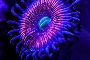 Gobstopper Zoa