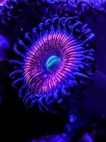 Gobstopper Zoa
