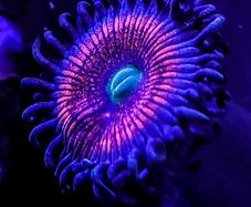 Gobstopper Zoa