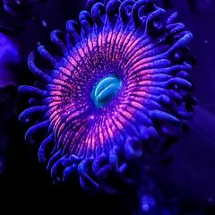 Gobstopper Zoa