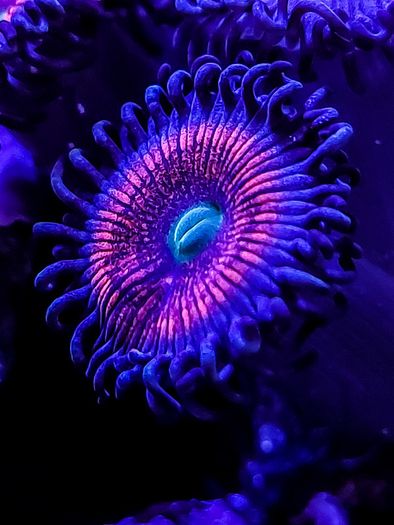 Gobstopper Zoa