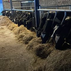 5 bay shed