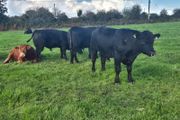 Aa Pbr Bulls
