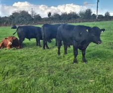 Aa Pbr Bulls