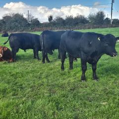 Aa Pbr Bulls