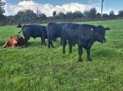 Aa Pbr Bulls