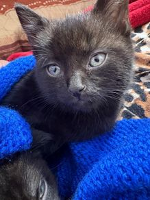 kitten
