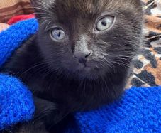 kitten