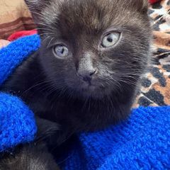 kitten