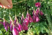 Dierama pulcherrimum purple plants