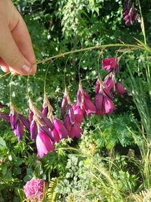 Dierama pulcherrimum purple plants
