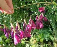 Dierama pulcherrimum purple plants