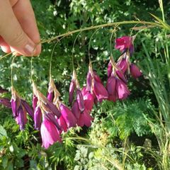 Dierama pulcherrimum purple plants