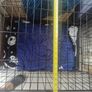 Dog cage Image 3