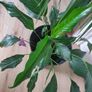 tall Madagascar Dragon Tree (Dracaena marginata),  Peace Lily plant in the black  plastic pot container Image 4