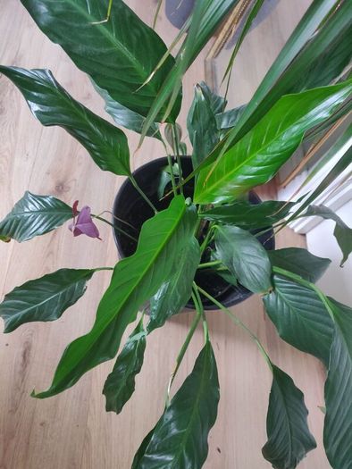 tall Madagascar Dragon Tree (Dracaena marginata),  Peace Lily plant in the black  plastic pot container