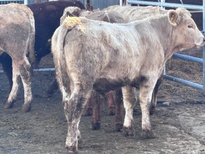 6 top quality suckler bred bull Weanlings for sale