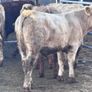 6 top quality suckler bred bull Weanlings for sale Image 5