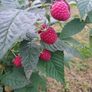 Raspberry plant Image 2