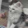 kittens Image 5