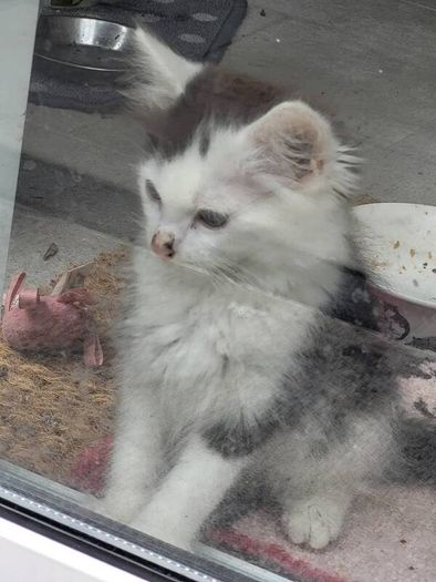 kittens