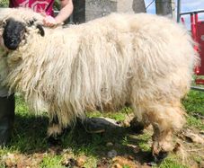 Valais Blacknose