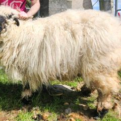 Valais Blacknose