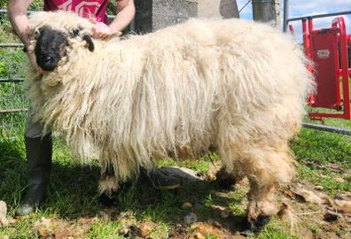 Valais Blacknose