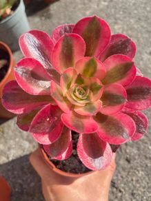 plant