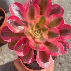 plant