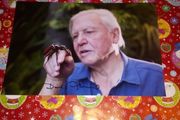 David aattenborough Signed 12x8 Photo