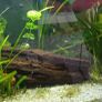 aquarium 50 liters Image 5