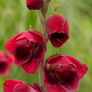 5 x Gladiolus bulbs PAPILIO RUBY Image 2