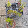 Cissus striata - fast growing evergreen climber Image 2