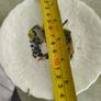 SET OF 2 HANGING PLATE Alfred Meakin Audubon Birds of America Teacup Saucer 5.75 Inches. Image 6