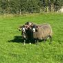 3 Lanark Shearlings For Sale!! Image 2
