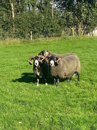 3 Lanark Shearlings For Sale!!