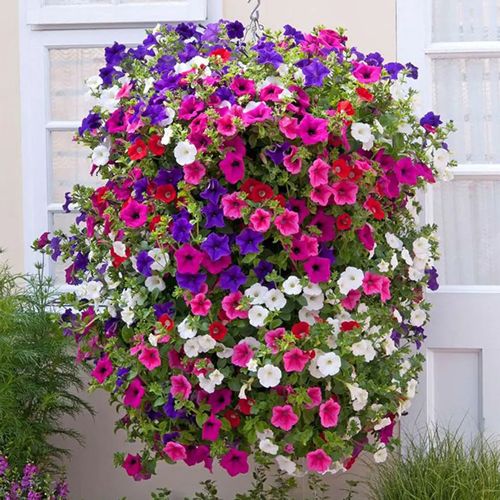 (P) Petunia Hanging  seeds 0.2g (414420)