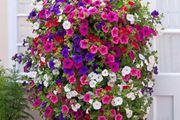 (P) Petunia Hanging  seeds 0.2g (414420)