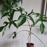 Philodendron glad hands Image 7