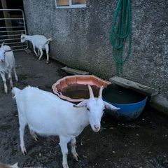 Goat