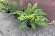 tree ferns - dicksonia antarctica