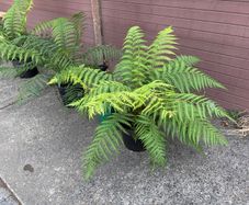 tree ferns - dicksonia antarctica