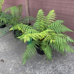 tree ferns - dicksonia antarctica