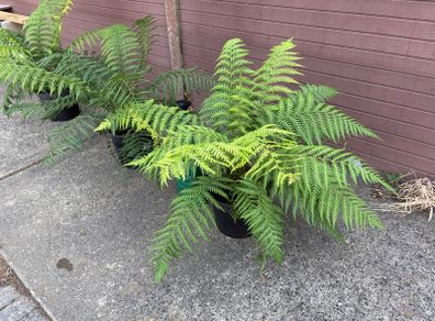 tree ferns - dicksonia antarctica