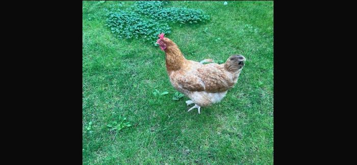 hen poultry