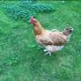hen poultry Image 2